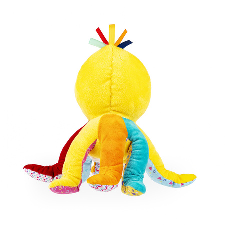 Dumel Wędrująca Ośmiornica