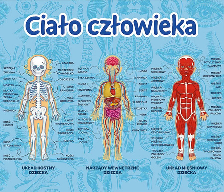 Trefl Gra edukacyjna Ciało człowieka/Mistrz Wiedzy